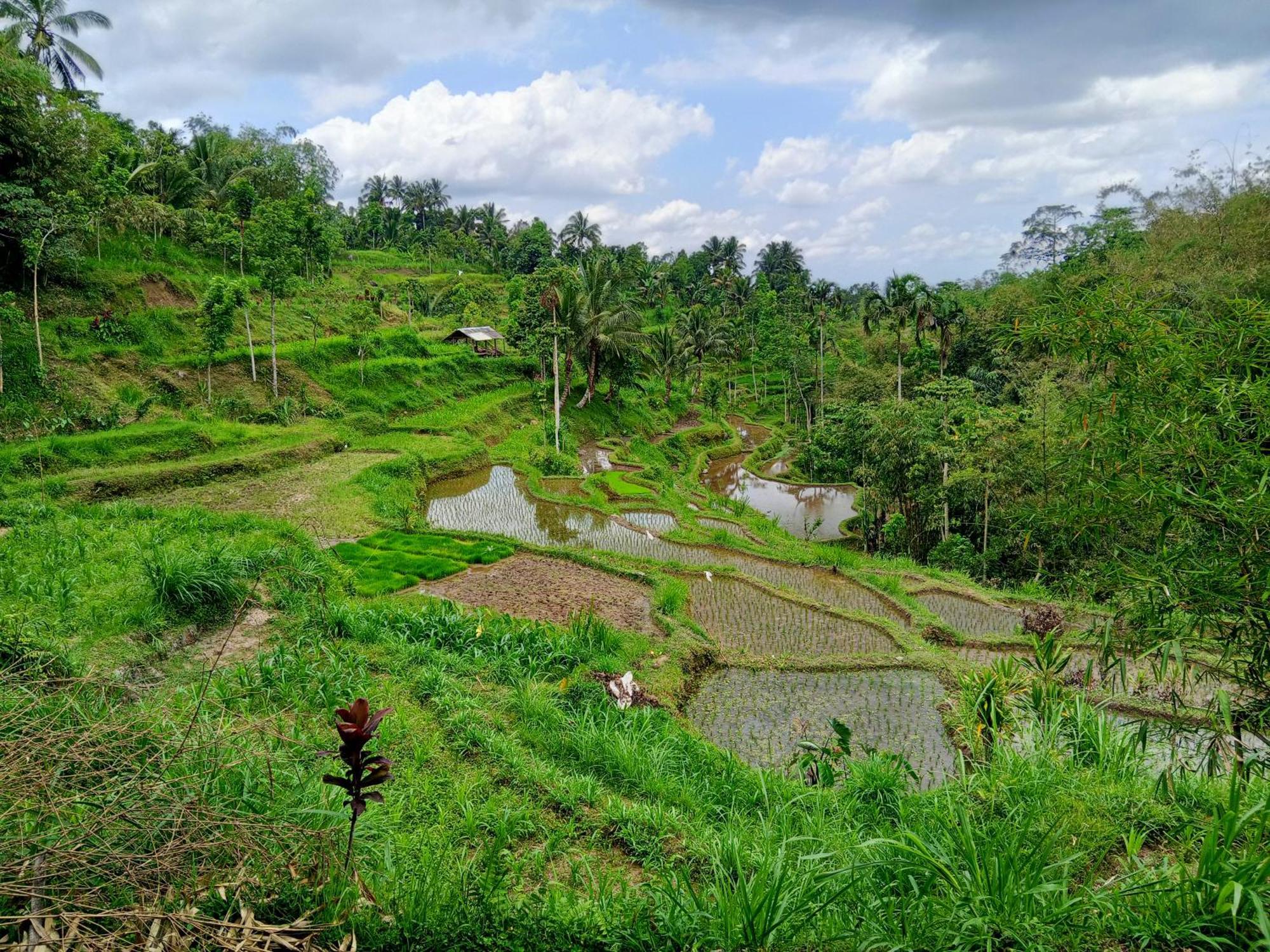 Linkgreen Homestay Lombok Tetebatu Room photo